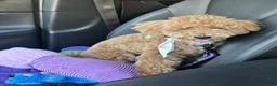 Mixed Breed dogs for sale: Mixed Breed Puppy 1 - Ad 4