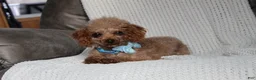 Cavapoochon dogs for sale: Millie - Ad 15