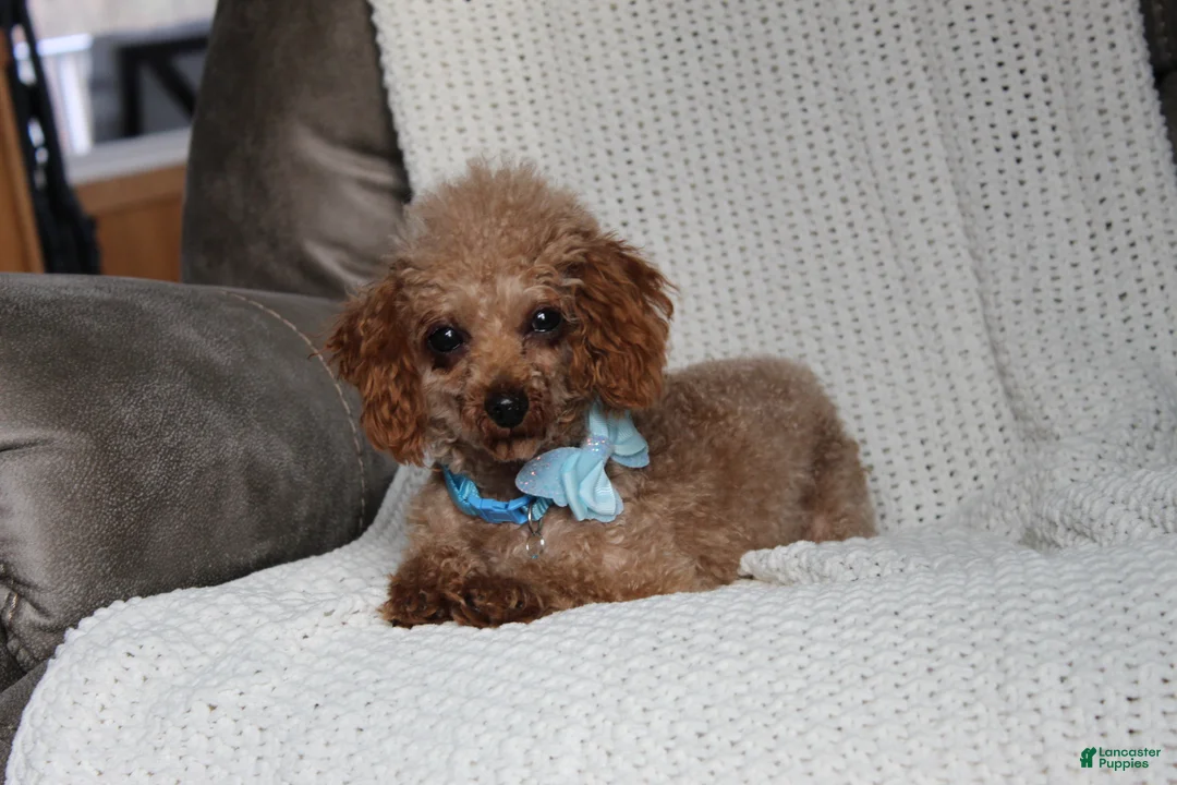 Cavapoochon dogs for sale: Millie - Ad 15