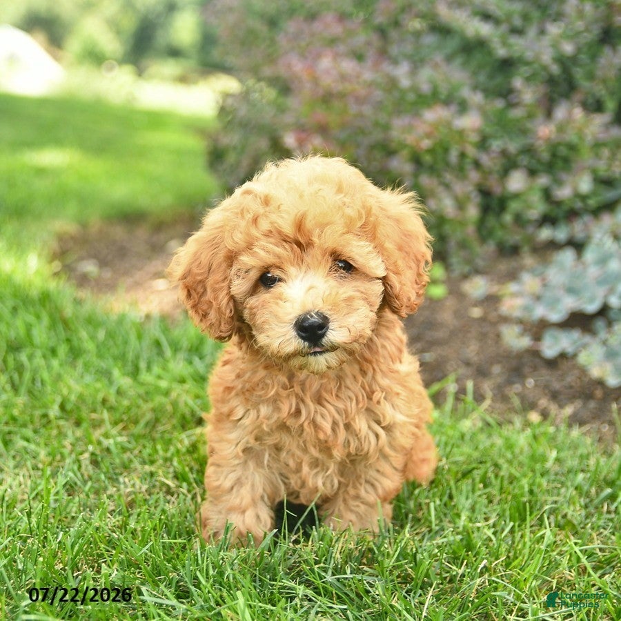 Toy Poodle dogs Tank  - Ad 2