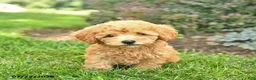 Miniature Poodle dogs for sale: Tank  - Ad 2