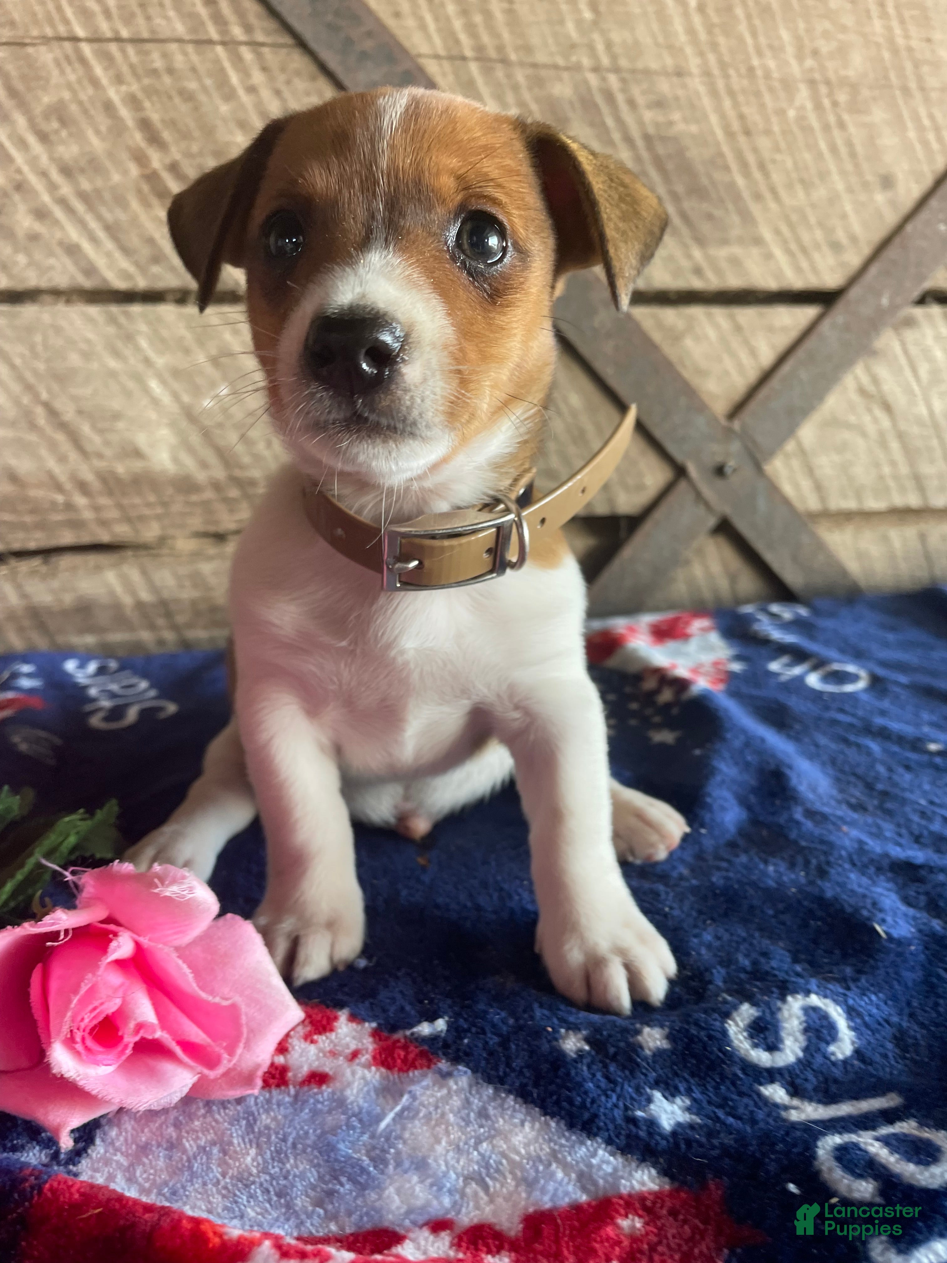 Jack Russell Terrier dogs Jack  - Ad 29