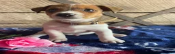 Jack Russell Terrier dogs for sale: Jack  - Ad 1
