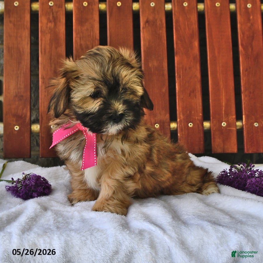 Teddy Bear dogs Abby - Ad 2