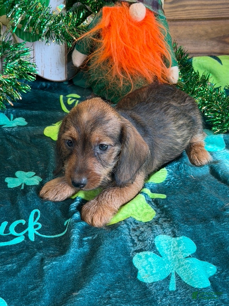 Dachshund dogs Lucky - Ad 38