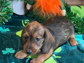Dachshund dogs Lucky - Ad 38