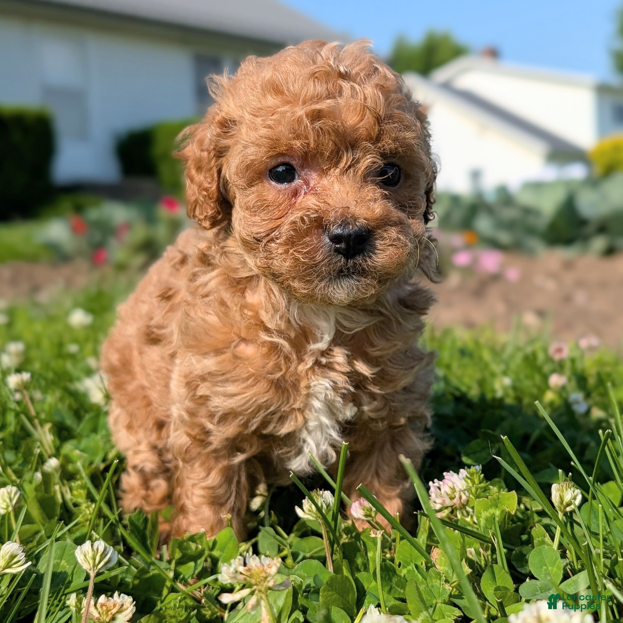 Toy Poodle dogs Marmalade - Ad 1
