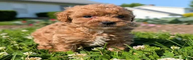 Marmalade