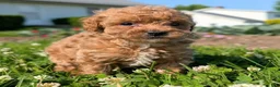 Toy Poodle dogs for sale: Marmalade - Ad 1