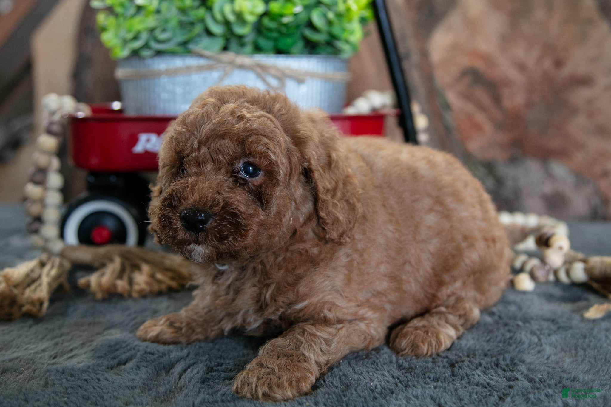 Miniature Poodle dogs Archie - Ad 2