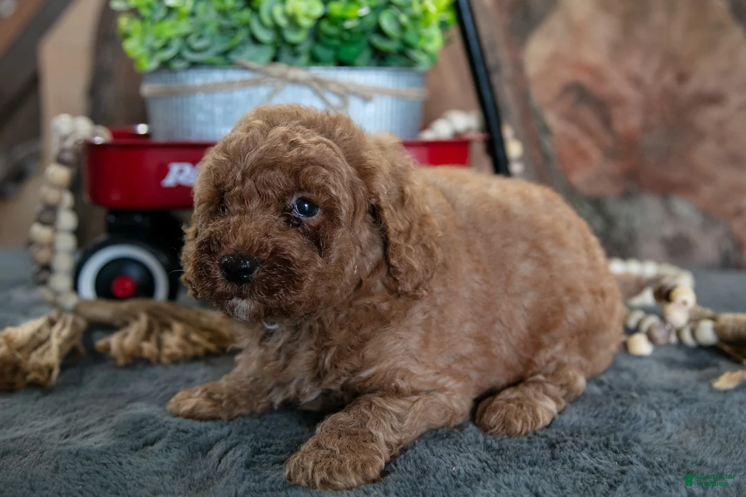 Miniature Poodle dogs for sale: Archie - Ad 2