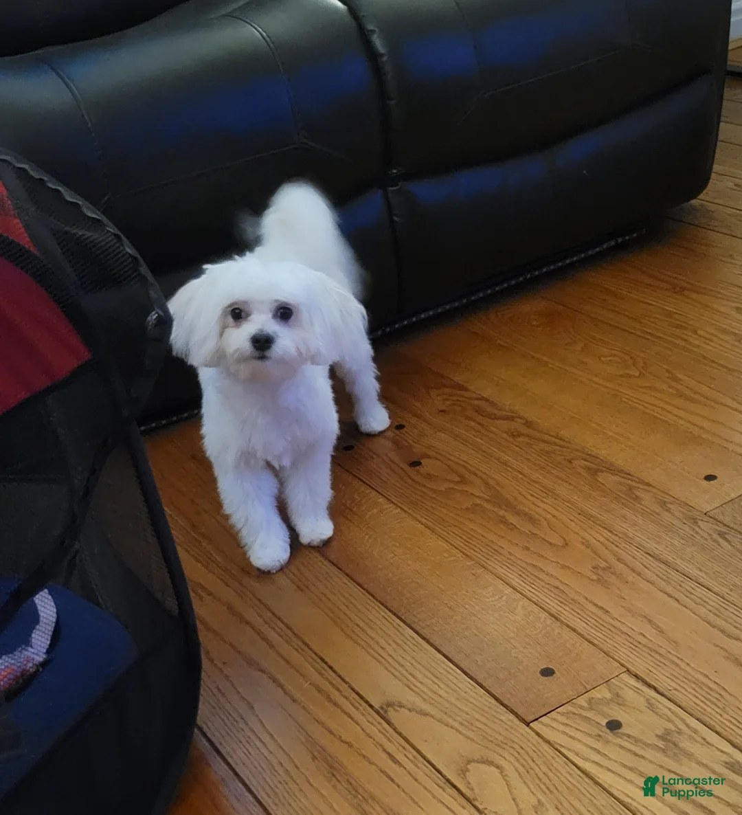 Maltipoo dogs for sale: Maltipoo Puppy 1 - Ad 2