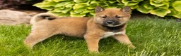 Shiba Inu dogs for sale: Jocelyn  - Ad 4