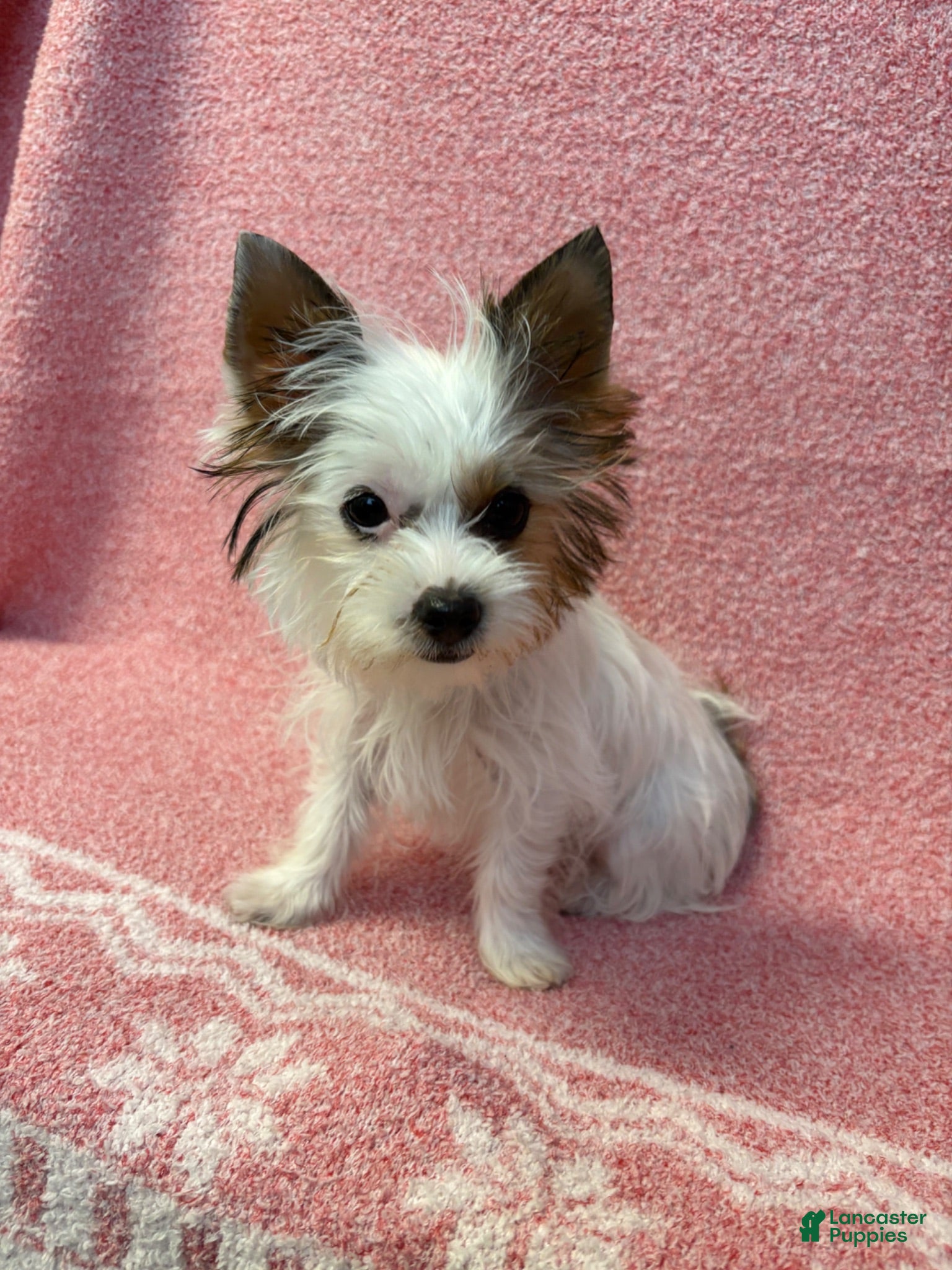 Yorkshire Terrier dogs Yorkshire Terrier 1 - Ad 2