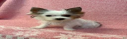 Yorkshire Terrier dogs for sale: Yorkshire Terrier 1 - Ad 2