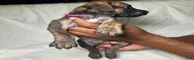 Presa Canario 4