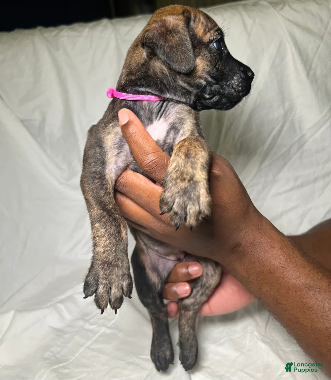 Presa Canario dogs for sale: Presa Canario 4 - Ad 1