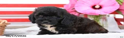 Cockapoo dogs for sale: Strider - Ad 2