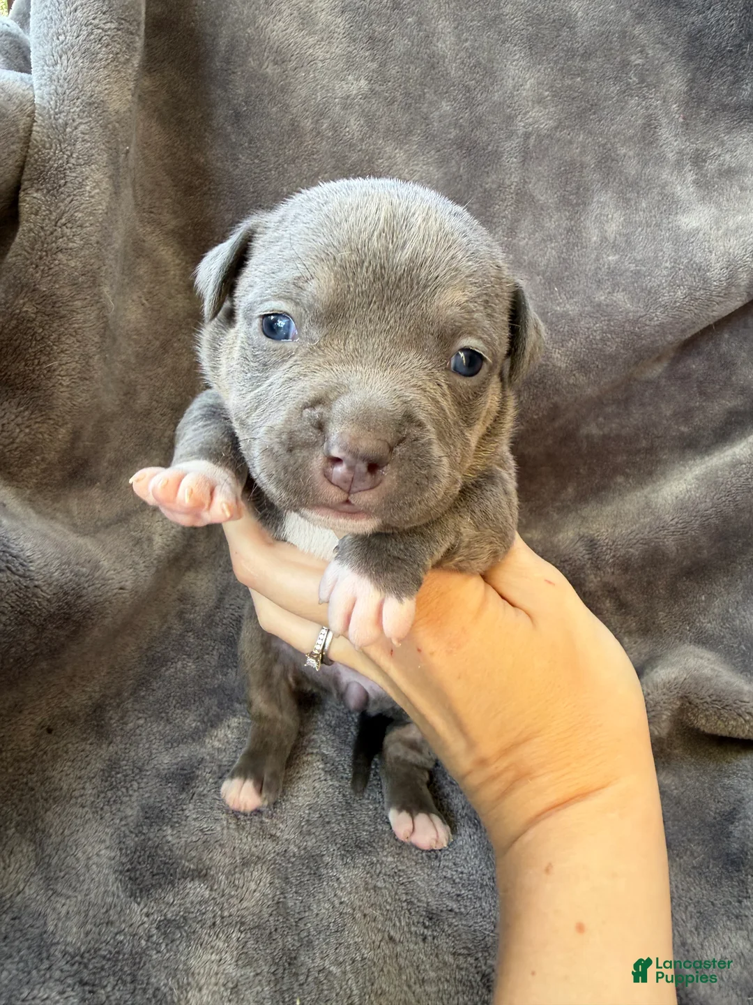 American Bully dogs for sale: Letty - Ad 1