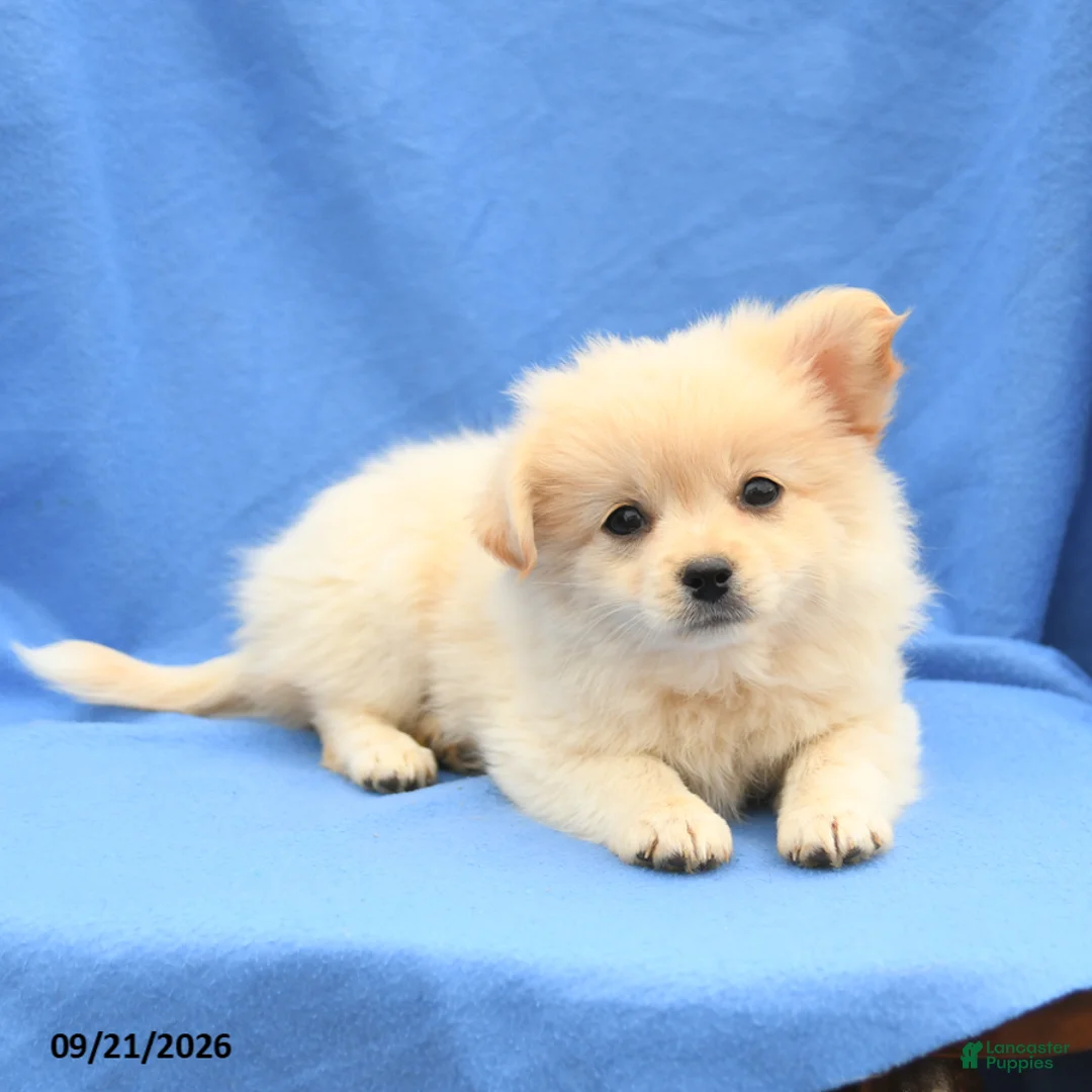 Mixed Breed dogs for sale: Greg - Ad 3