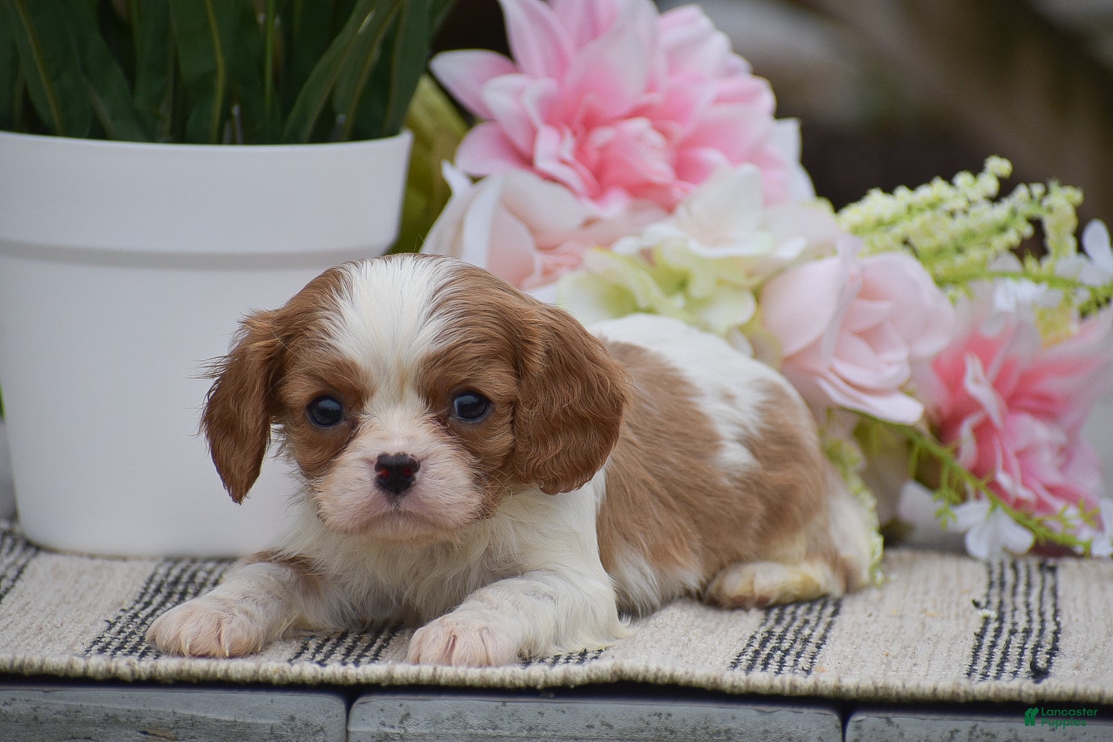 Cavalier King Charles Spaniel dogs Clyde - Ad 2
