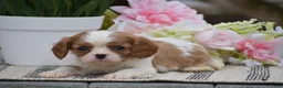 Cavalier King Charles Spaniel dogs for sale: Clyde - Ad 2