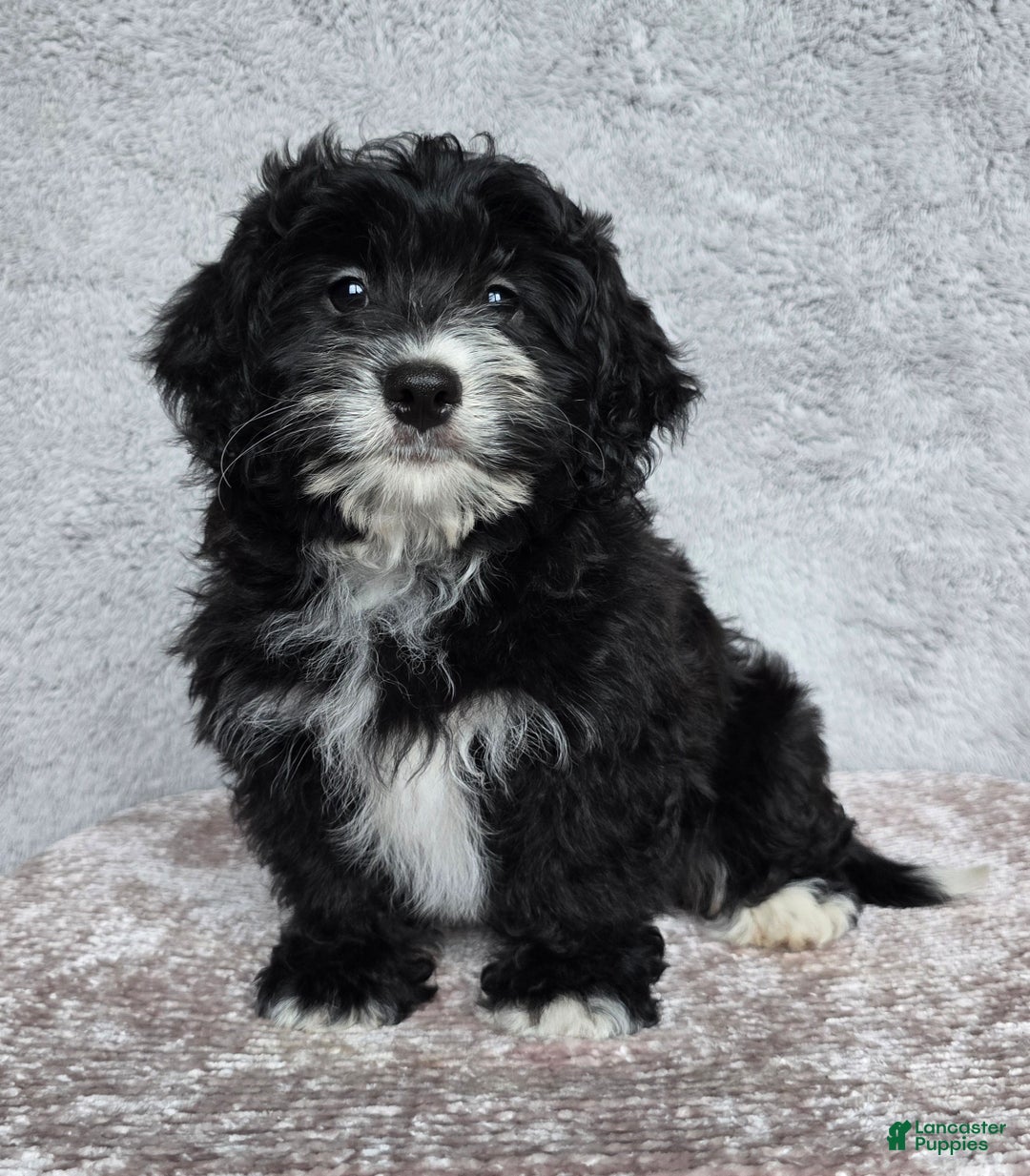 Mini Bernedoodle dogs for sale: Mini Reese - Ad 6
