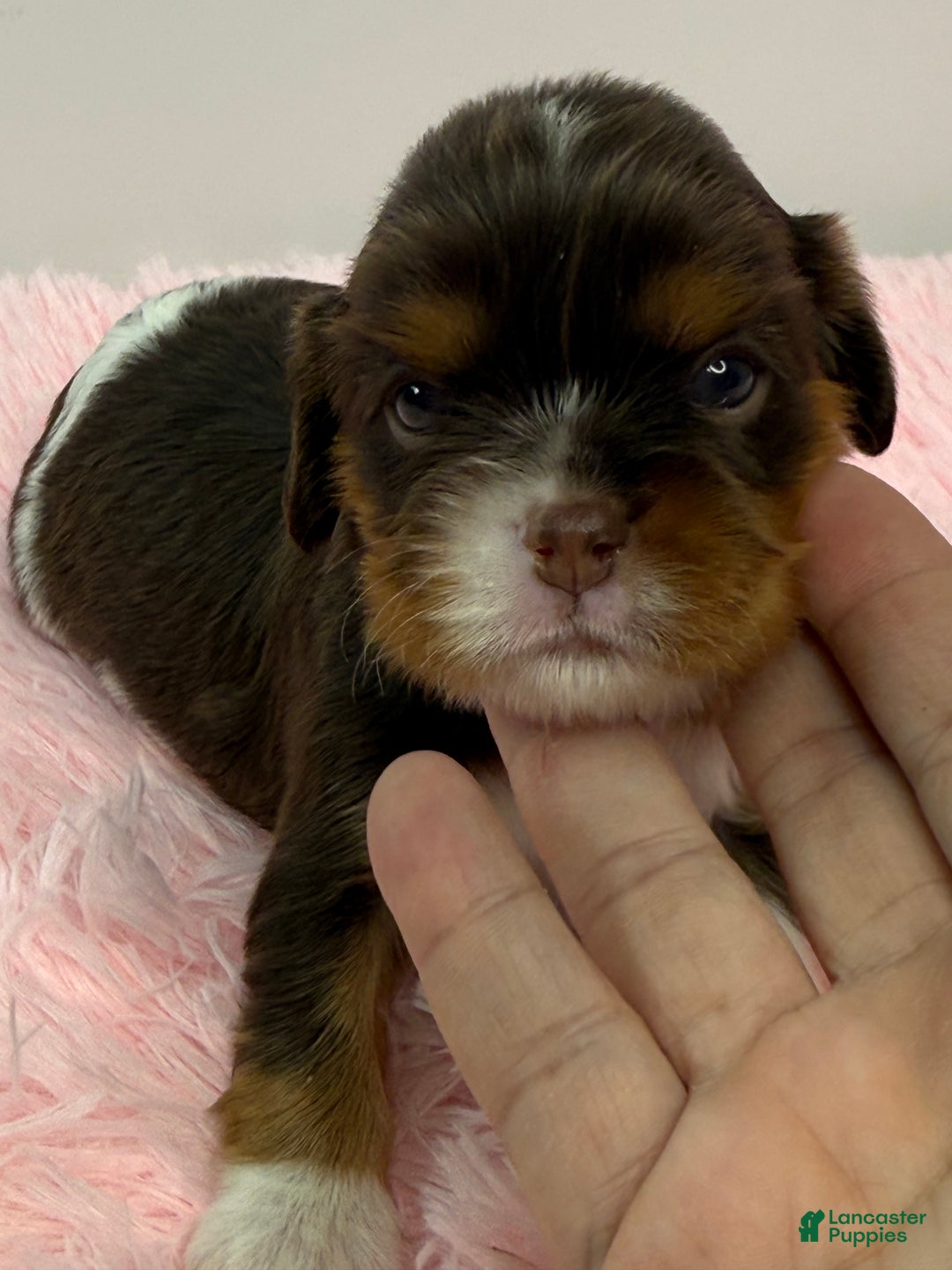 Cavalier King Charles Spaniel dogs for sale: Ava - Ad 8