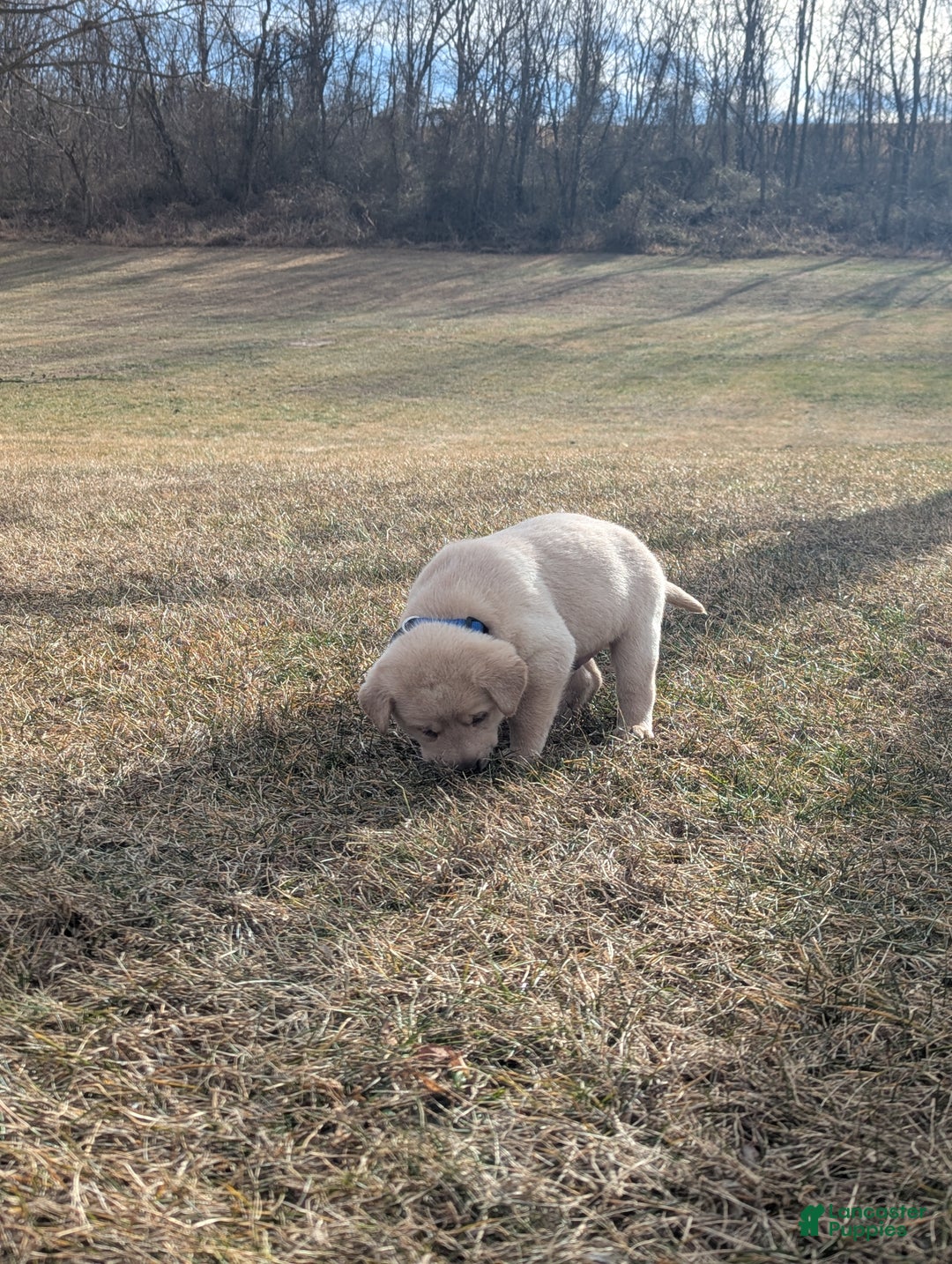 Labrador Retriever dogs for sale: Casper - Ad 4