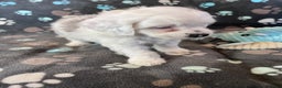 Cockapoo dogs for sale: Cockapoo Puppy 2 - Ad 11