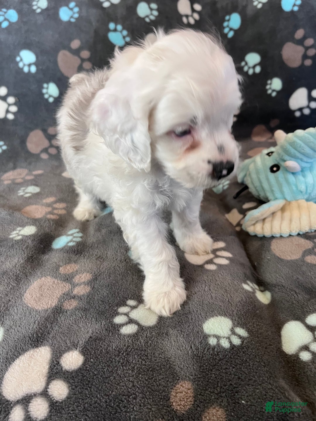 Cockapoo dogs for sale: Cockapoo Puppy 2 - Ad 11