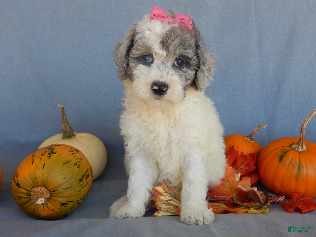 Sheepadoodle dogs for sale: Panda (medium) - Ad 58