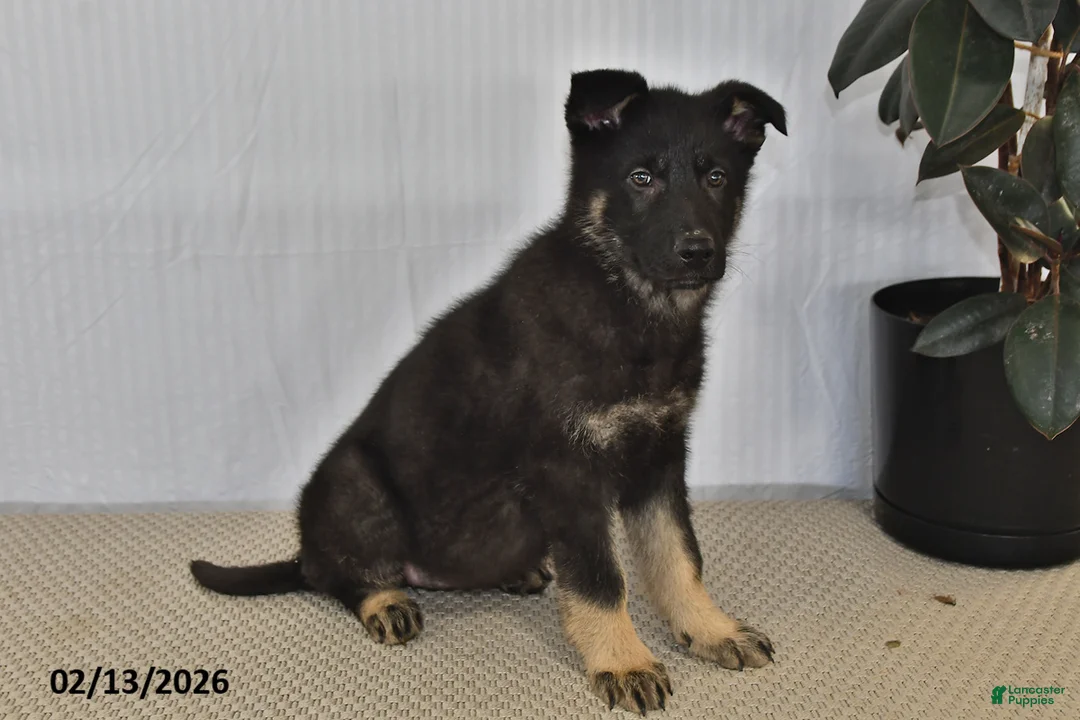 German Shepherd dogs for sale: Melody - Ad 3