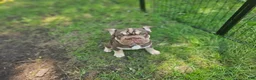 French Bulldog dogs for sale: Bluey - Ad 7