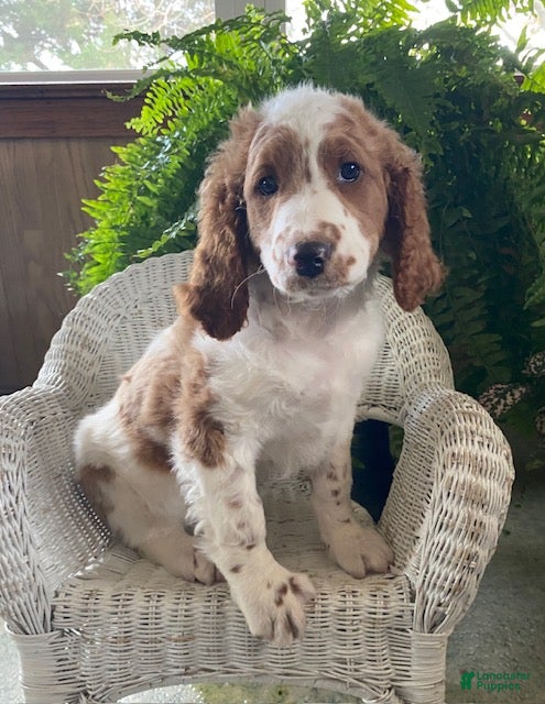 Goldendoodle dogs Major - Ad 29