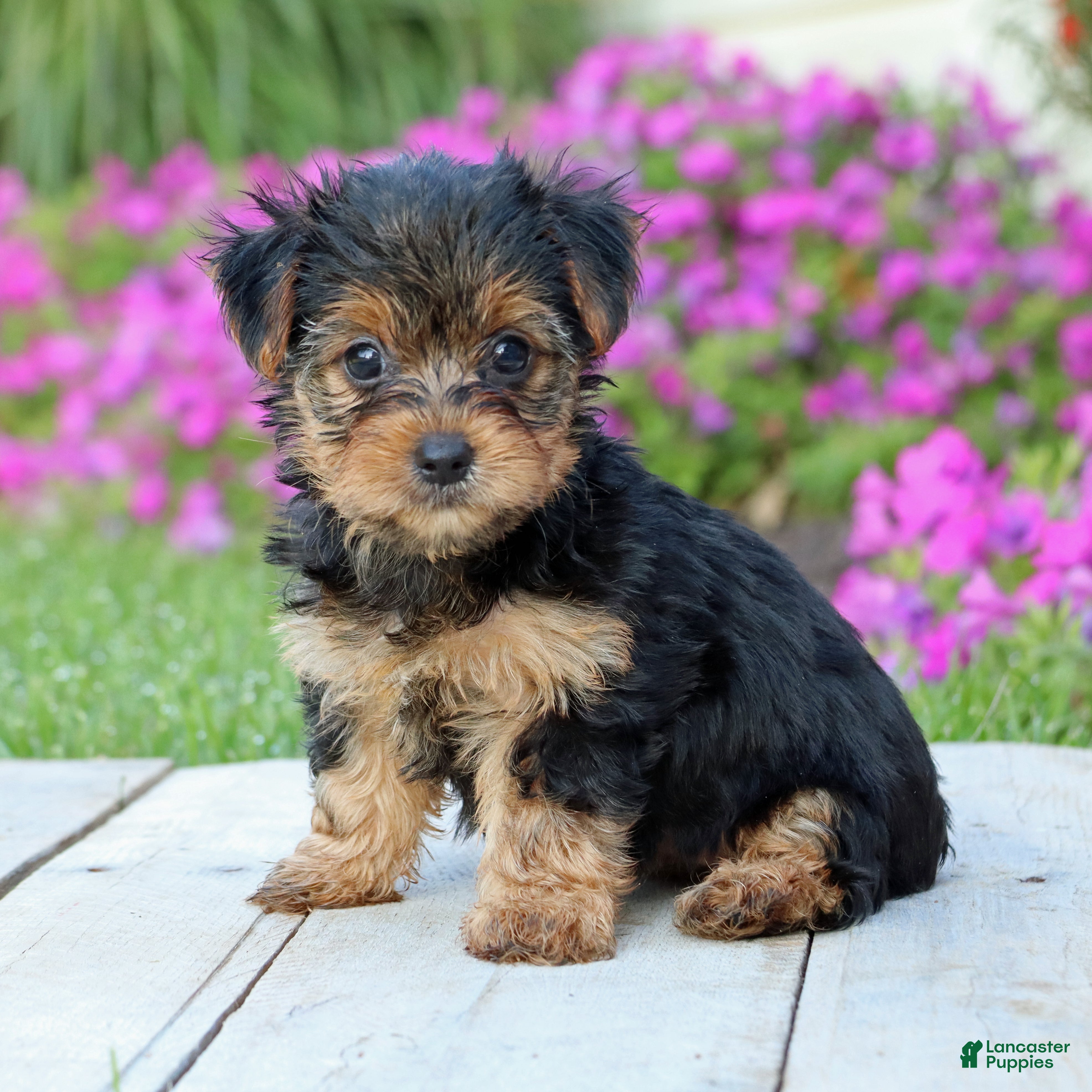 Yorkshire Terrier dogs Izzy - Ad 1