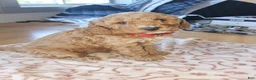 Miniature Poodle dogs for sale: Toffee - Ad 5