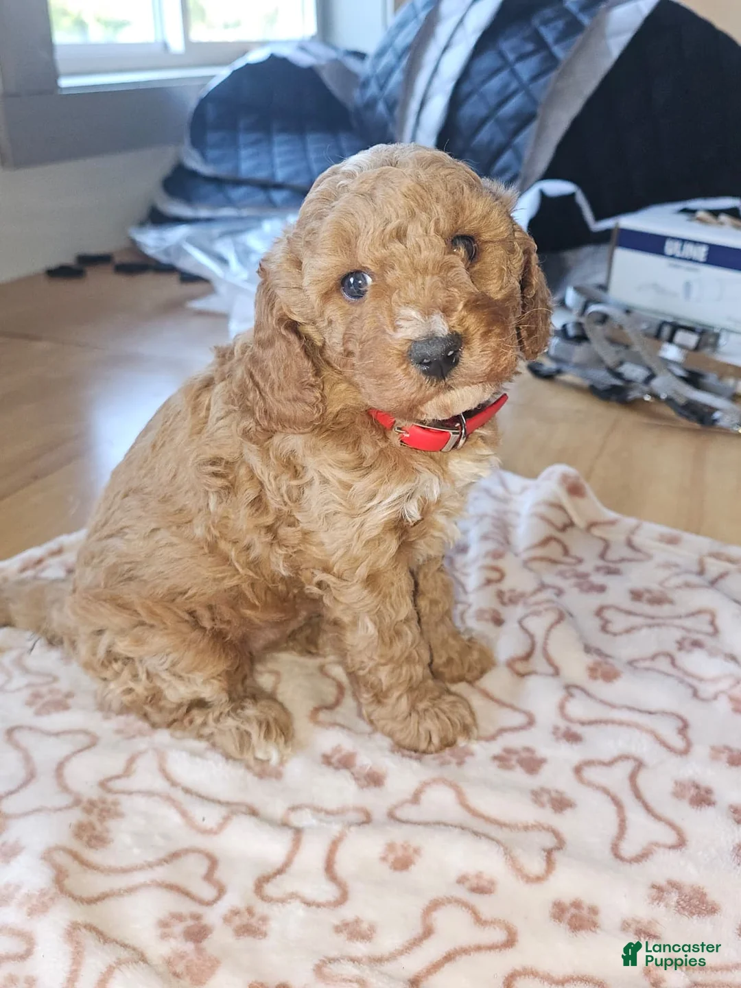 Miniature Poodle dogs for sale: Toffee - Ad 5