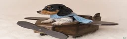 Miniature Dachshund dogs for sale: Tripp - Ad 3