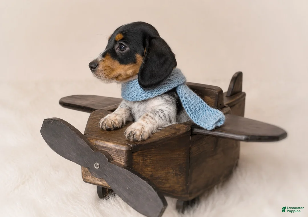 Miniature Dachshund dogs for sale: Tripp - Ad 3