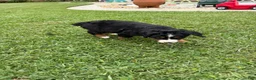 Bernese Mountain Dog dogs for sale: Bernese Mountain Dog 1 - Ad 19