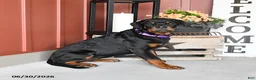 Rottweiler dogs for sale: Renee - Ad 2