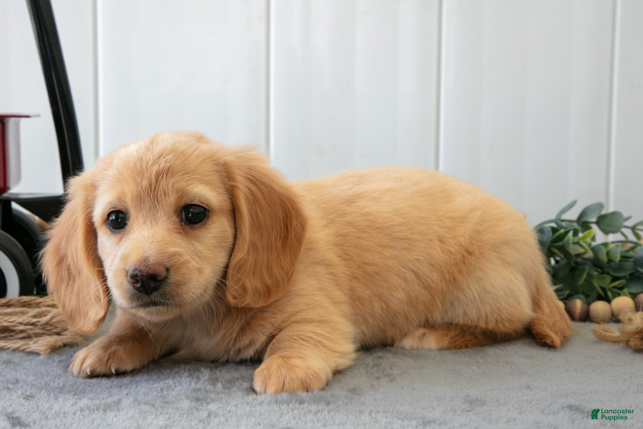 Miniature Dachshund dogs Muffin - Ad 2