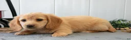Miniature Dachshund dogs for sale: Muffin - Ad 2