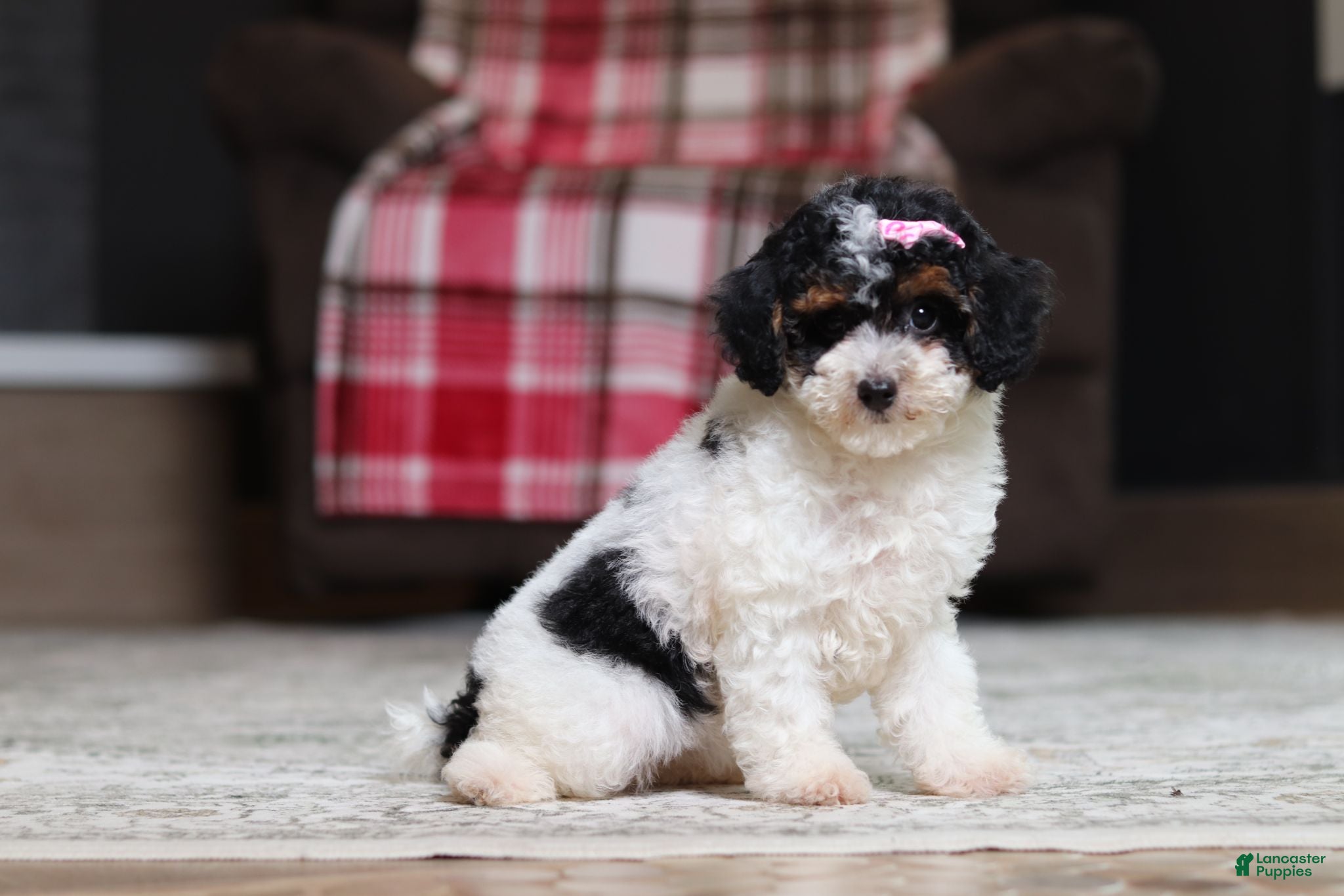 Miniature Poodle dogs Avery - Ad 1
