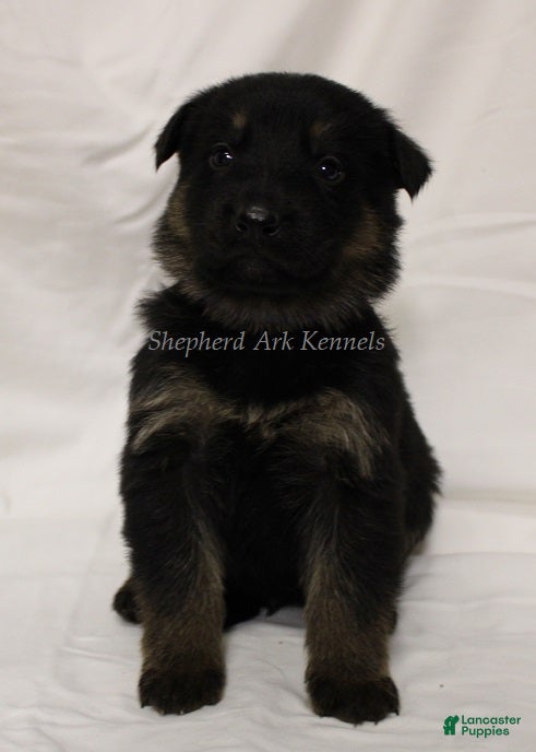 German Shepherd dogs German Shepherd Puppy 4 - Ad 17