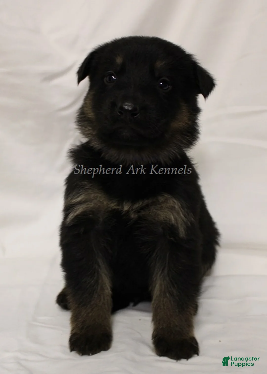German Shepherd dogs for sale: German Shepherd Puppy 4 - Ad 1