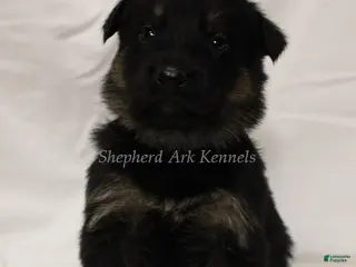 German Shepherd dogs German Shepherd Puppy 4 - Ad 17