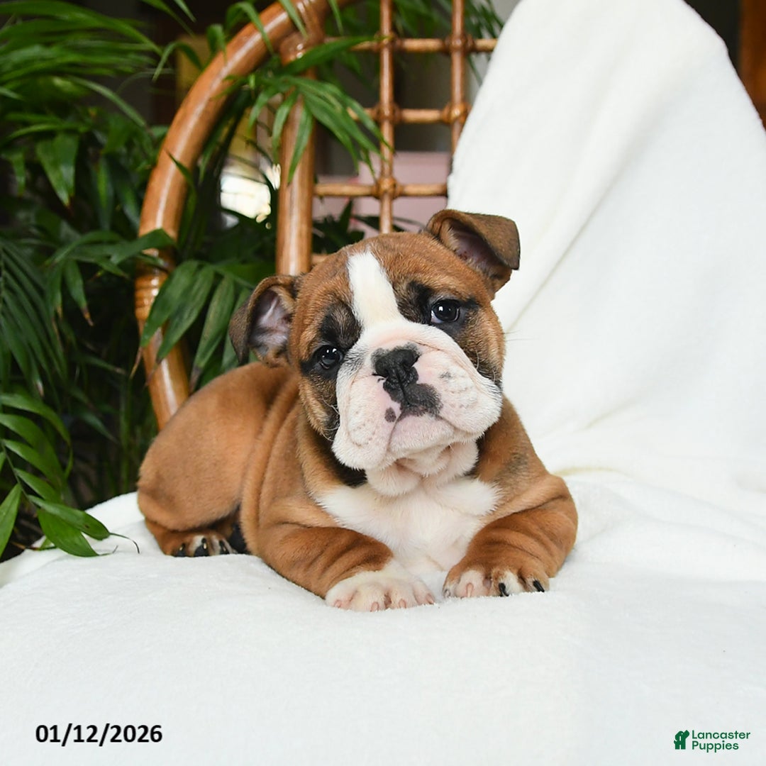 English Bulldog dogs for sale: Monroe - Ad 2