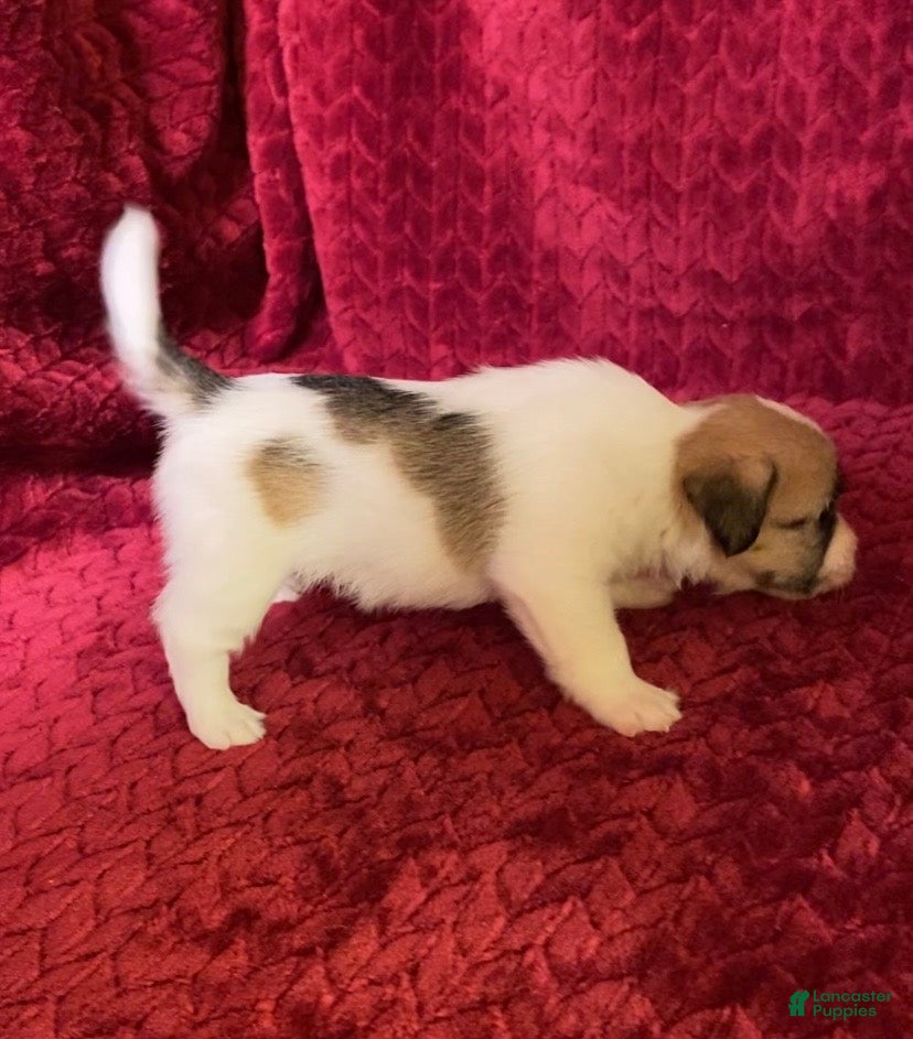 Jack Russell Terrier dogs Jack Russell Terrier Puppy 4 - Ad 1